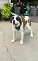 Summit (MN), a female Saint Bernard for sale in Kimball, MN – 2 of 6