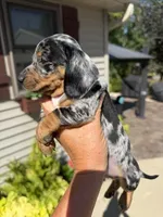 Sterling (MN), a female Miniature Dachshund for sale in Kimball, MN – 5 of 10