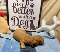 Willy (MN), a male Miniature Dachshund for sale in Kimball, MN – Photo 7 of 7