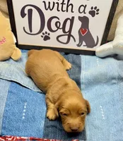 Willy (MN), a male Miniature Dachshund for sale in Kimball, MN – Photo 6 of 7