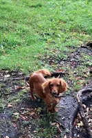 Willy (MN), a male Miniature Dachshund for sale in Kimball, MN – Photo 5 of 7