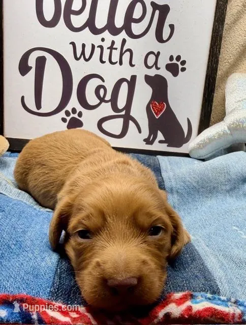 Willy (MN) – Miniature Dachshund puppy for sale in Kimball, MN