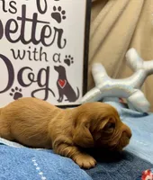 Willy (MN), a male Miniature Dachshund for sale in Kimball, MN – Photo 2 of 7