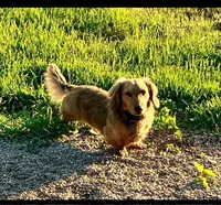 Willy (MN), a male Miniature Dachshund for sale in Kimball, MN – Photo 4 of 7
