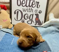 Willy (MN), a male Miniature Dachshund for sale in Kimball, MN – Photo 3 of 7