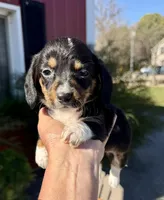 Wendy (MN), a female Pembroke Welsh Corgi and Miniature Dachshund for sale in Kimball, MN – 6 of 9