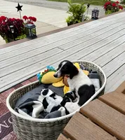 Juniper (MN), a female Miniature Dachshund for sale in Kimball, MN – 3 of 7