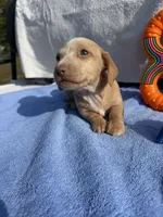 Stormy (MN), a male Miniature Dachshund for sale in Kimball, MN – 6 of 6
