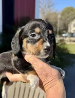 Wendy (MN), a female Pembroke Welsh Corgi and Miniature Dachshund for sale in Kimball, MN – 5 of 9