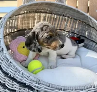 Felix, a male Miniature Dachshund for sale in Kimball, MN – 6 of 10