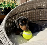 Stella (MN), a female Miniature Dachshund for sale in Kimball, MN – 6 of 7