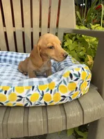 Angela(MN), a female Miniature Dachshund for sale in Kimball, MN – 4 of 4