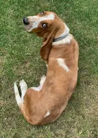 Gadget  (MN), a female Basset Hound for sale in Kimball, MN – 2 of 3