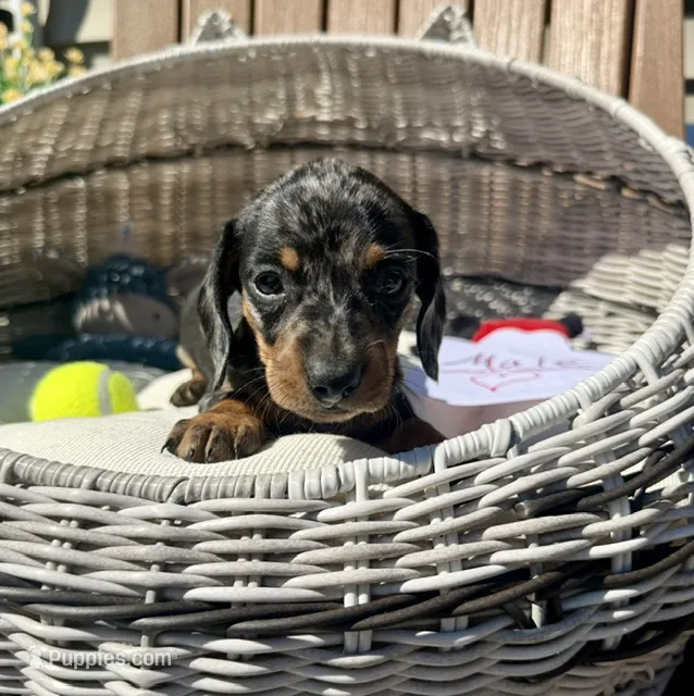 Finn (MN) – Miniature Dachshund puppy for sale in Kimball, MN