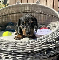 Finn (MN), a male Miniature Dachshund for sale in Kimball, MN – 1 of 6