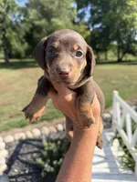 Freya (MN), a female Miniature Dachshund for sale in Kimball, MN – 1 of 8