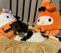 Wayne (Mn), a male Pembroke Welsh Corgi and Miniature Dachshund for sale in Kimball, MN – 5 of 9