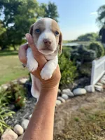 Sunny (MN), a male Miniature Dachshund for sale in Kimball, MN – 4 of 5