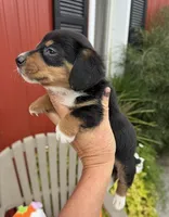 Willis (MN), a male Pembroke Welsh Corgi and Miniature Dachshund for sale in Kimball, MN – 4 of 8