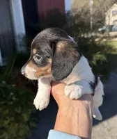 Wayne (Mn), a male Pembroke Welsh Corgi and Miniature Dachshund for sale in Kimball, MN – 4 of 9