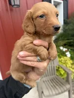Reed  (MN), a male Miniature Dachshund for sale in Kimball, MN – 4 of 8