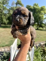 Darby (MN), a female Miniature Dachshund for sale in Kimball, MN – 8 of 8
