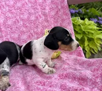 Juniper (MN), a female Miniature Dachshund for sale in Kimball, MN – 1 of 7
