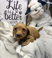 Reed  (MN), a male Miniature Dachshund for sale in Kimball, MN – 3 of 8