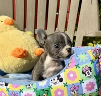 Ernie (MN), a male French Bulldog for sale in Kimball, MN – 7 of 10