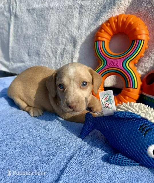 Stormy (MN) – Miniature Dachshund puppy for sale in Kimball, MN