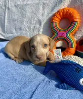 Stormy (MN), a male Miniature Dachshund for sale in Kimball, MN – 1 of 6
