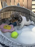 Felix, a male Miniature Dachshund for sale in Kimball, MN – 8 of 10