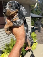 Sterling (MN), a female Miniature Dachshund for sale in Kimball, MN – 2 of 10