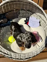 Stella (MN), a female Miniature Dachshund for sale in Kimball, MN – 5 of 7