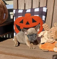 Jenny (MN), a female French Bulldog for sale in Kimball, MN – 5 of 6
