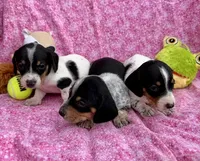Juniper (MN), a female Miniature Dachshund for sale in Kimball, MN – 4 of 7