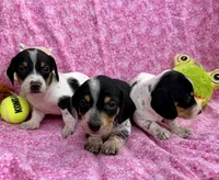 Juniper (MN), a female Miniature Dachshund for sale in Kimball, MN – 2 of 7
