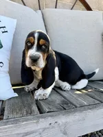 Casandra, a female Basset Hound for sale in Kimball, MN – 1 of 8