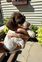 Coco (MN), a female Miniature Dachshund for sale in Kimball, MN – 7 of 7