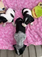 Juniper (MN), a female Miniature Dachshund for sale in Kimball, MN – 6 of 7