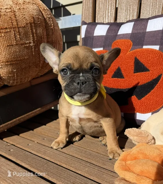 Mandy (MN) – French Bulldog puppy for sale in Kimball, MN