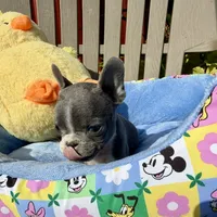 Ernie (MN), a male French Bulldog for sale in Kimball, MN – 9 of 10