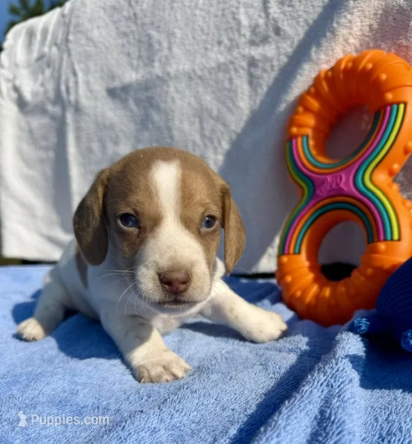Sunny (MN) – Miniature Dachshund puppy for sale in Kimball, MN