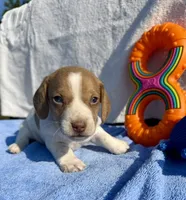 Sunny (MN), a male Miniature Dachshund for sale in Kimball, MN – 1 of 5