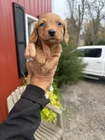 Reed  (MN), a male Miniature Dachshund for sale in Kimball, MN – 1 of 8