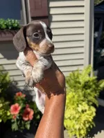 Coco (MN), a female Miniature Dachshund for sale in Kimball, MN – 2 of 7