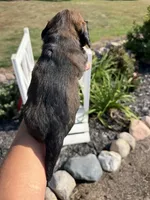 Darby (MN), a female Miniature Dachshund for sale in Kimball, MN – 7 of 8