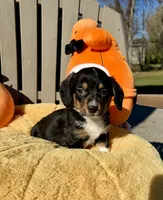Wendy (MN), a female Pembroke Welsh Corgi and Miniature Dachshund for sale in Kimball, MN – 4 of 9