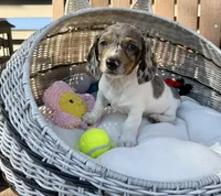 Felix, a male Miniature Dachshund for sale in Kimball, MN – 2 of 10