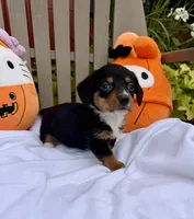 Willis (MN), a male Pembroke Welsh Corgi and Miniature Dachshund for sale in Kimball, MN – 2 of 8